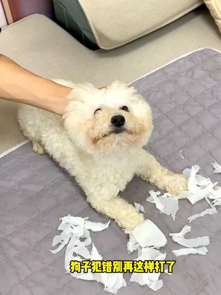 狗子犯错别再这样打了,快试试这个训犬神器,就知道教育狗狗多简单了!#宠物训犬拍 #狗子训犬鞭 #萌宠出道计划 #狗狗