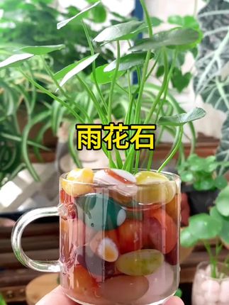 南京雨花石原石天然鹅卵石鱼缸石头水培花盆彩色小石头七五彩石子#雨花石 #爱生活爱养花 #我的花花草草🌸🌸 #造景鱼缸 #水培@上热门