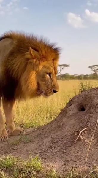 狮子被疣猪捉弄了#动物世界