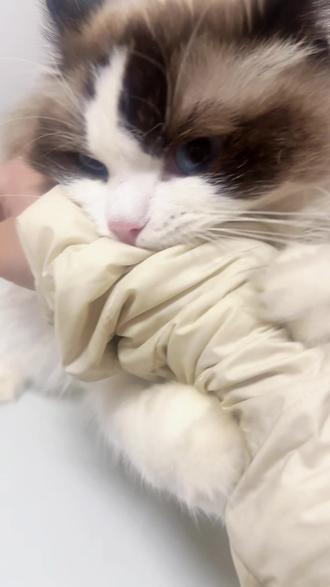 谁家小猫不让摸呀?让她松嘴的方式居然是一直给她道歉#养宠物哪有不疯的 #萌宠日常记录 #布偶猫 #布偶狗 #逆子