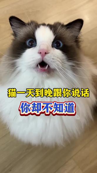 猫一天到晚给你说话,你却不知道 猫一天到晚给你说话,你却不知道#猫咪#萌宠#新手养猫#养猫经验分享#科学养宠攻略