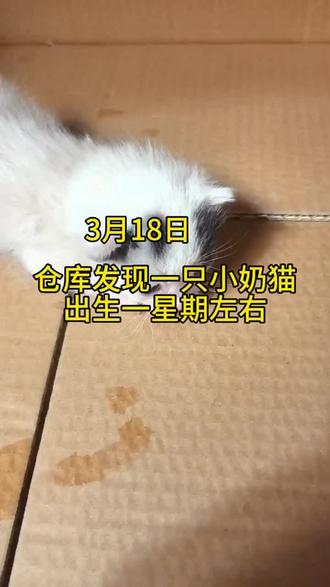捡回来小猫50天成长记