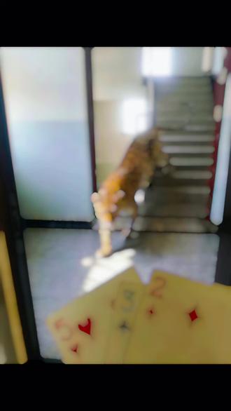 #235吃豹子 让开我要吃🐆了