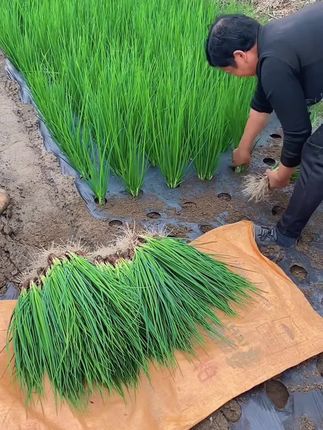 种花种草不如种上小香葱#小香葱 #香葱种植 #香葱种子 #在家种菜 #新农业种植