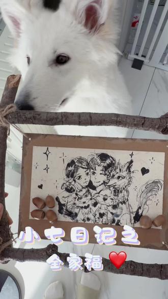 和小七一起动手制作一个全家福吧#我和我的狗子的日常 #瑞士牧羊犬 #瑞士牧羊犬小七 #创作者中心 #创作灵感