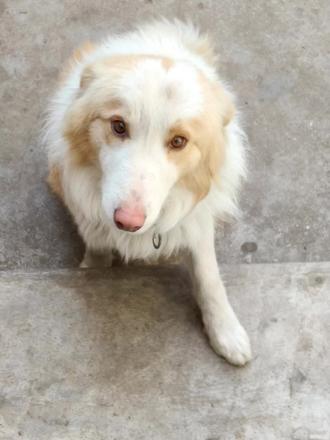 眸含秋水静如渊,毛似云霞暖入心。古人云“犬马之劳,忠可托”,此间灵物,堪为良伴 🐾❤️ #陨石边牧 #宠物救助