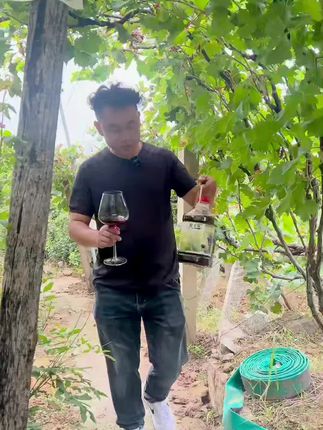 自己种葡萄酿酒甜甜的不苦涩#果酒 #红酒 #水果酒 #葡萄酒 #自制葡萄酒