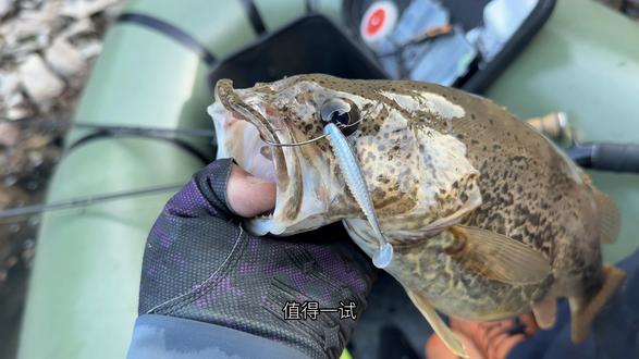 清澈水质自然色大鱼更爱咬 今年一直在用马川鱼作钓,总结下来,清澈水质,自然色更容易钓获大鱼,色号推荐鳑鲏色,白条色,降低警惕性。#路亚鳜鱼 #马川鱼 #T尾颜色怎么选