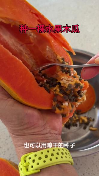 种一棵水果木瓜,投入小产出大。不用管理,自然生长。#生活 #原创 #日常vlog #我的世界 #性价比