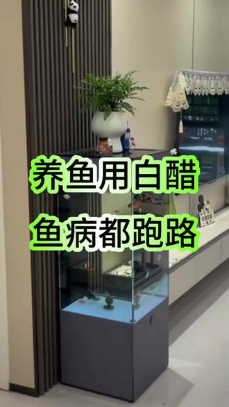 养鱼用白醋,鱼病全跑路#新手养鱼#养鱼人#水族