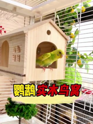 #木质鸟窝  #家居装饰  #宠物生活