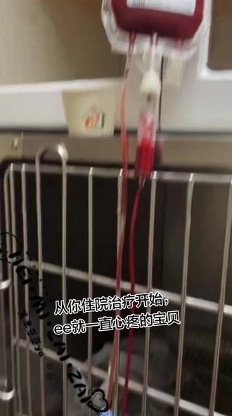 夏天宝宝,晚安!夏天宝宝真的累了,以后终于可以好好睡觉了!晚安啦夏天宝贝!#西北刀客夏天 #狗狗 #实战猎犬 #西北刀客 #萌宠 @西北刀客-公益护农 @西北刀客-机油手 @西北刀客-吴队 @西北刀客-徐晒晒 @西北刀客摄影-李