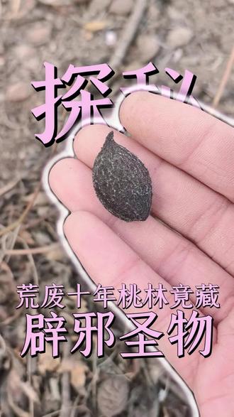 桃枭,又称桃奴、瘪桃干,是蔷薇科桃属植物桃或山桃的经冬不落的干瘪幼果 。
- 名称由来:因其干瘪悬挂在枝头,状如枭首,故而得名。李时珍在《本草纲目·果一·桃枭》中提到:“桃子乾悬如枭首磔木之状,故名。”
- 文化寓意:在传统文化中,桃枭被视为辟邪圣物,民间有“一桃压百魅,一枭震千邪”的说法。人们认为它能抵御邪祟,常将其制作成挂件佩戴或置于家中辟邪镇宅。
- 药用价值 :桃枭是一种中药材,味酸、苦,性平,有小毒,具有敛汗涩精、活血止血、止痛等功效,可用于治疗盗汗、遗精、心腹痛、吐血等病症。
- 采摘要求:若想获取#猜猜这是啥 桃枭,通常需在正月里采摘,以东南枝最高枝上经冬不落、倒入水中沉底的为佳,且以野生桃树的为好。#知道这是什么吗 #户外寻宝 #真实户外 #原创视频