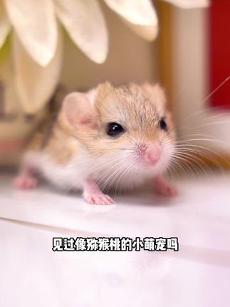 #肥尾沙鼠 #通心粉鼠 #萌宠 #网红小宠物