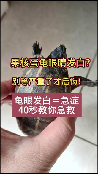 你家龟有没有得过白眼?
好了还是没挺过来?
评论区打“有”或“没有”,
我看看多少人踩过这个坑。#蛋龟 #养龟日常 #乌龟 #养龟人 #白眼病