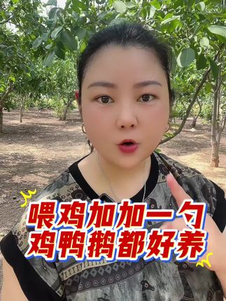 #上热门 #三农 #农村创业养殖 #科学养鸡 #林下果园鸡