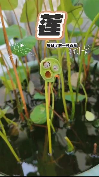 多识草木 少看人心!君子之器,出淤泥而不染!#创作者中心 #创作灵感 #莲子 #大自然的馈赠 #植物科普
