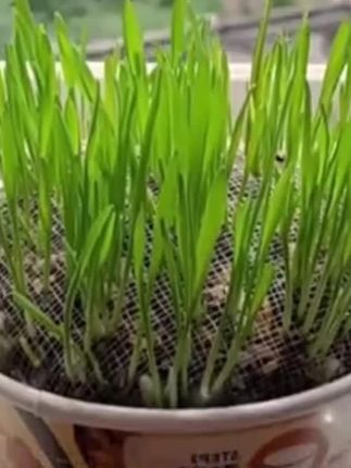 #狗狗零食草 贪吃马狗草犬用麦草狗狗草狗零食狗狗用品懒人无土狗草#狗草 #麦草 #狗狗用品 #无土栽培
