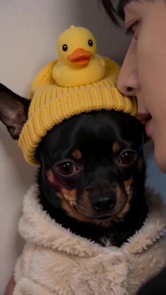 霸道总裁爱上小安。😂#AI冷颜总裁的壁咚局 #随变ai随便玩 #萌宠出道计划 #抖音玩法合伙人计划 #米修和小安