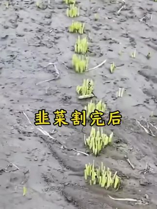 韭菜封刀口防干尖弯钩黄梢叶面肥 茎叶黑亮 直立硬朗抗倒伏#种植小技巧 #农业种植 #三农 #种菜小技巧