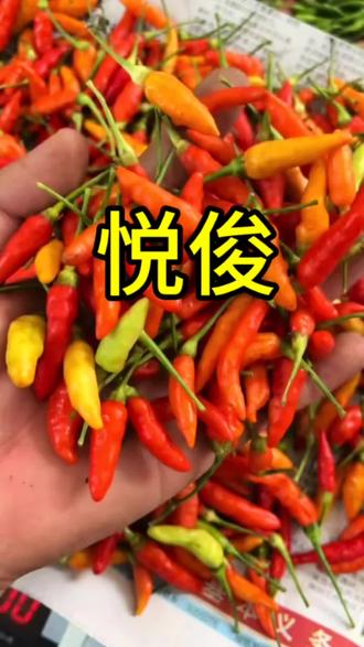#老品种小米辣#云南特产 云南老品种小米辣新鲜开采了!都是上午采摘下午打包发货,嘎嘎新鲜不管咋吃都辣劲鲜爽,一口上头,纯正的风南风味 #云南小米辣#云南蘸水辣椒 #优质农产品