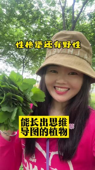 倔强的灰灰菜 #路边的野草竟是宝 #山野的馈赠 #农村路边的野草 本无杂草,到处是宝#采挖鲜草 #记录我的采茶生活 @抖音创作灵感 @抖音小助手