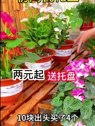 #透气花盆 #结实耐用 #超便宜超划算 #花盆推荐