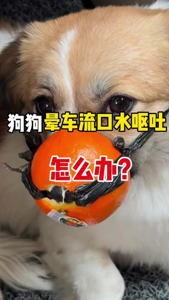 你家狗狗坐车晕车流口水呕吐吗?知道怎么解决吗?#狗狗情绪安抚剂 #狗狗 #宠物