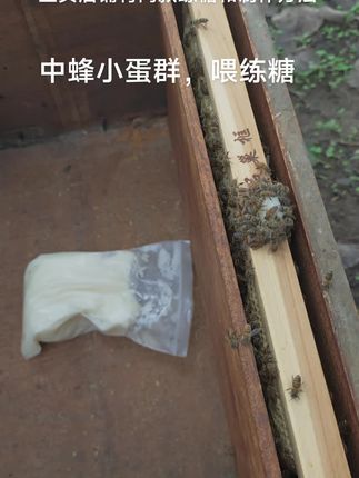 #蜜蜂养殖技术 #养蜂技术分享