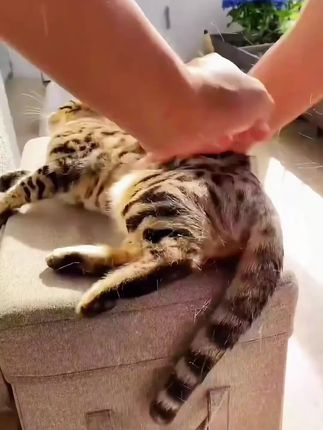 猫咪也是需要补充维生素的,鸡肉口味适口性很好#萌宠好物 #宠物维生素 #猫咪维生素 #狗狗维生素