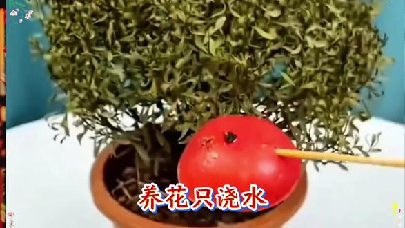 要想花开爆满喷,记住这种水#养花小知识 #豆粕有机肥