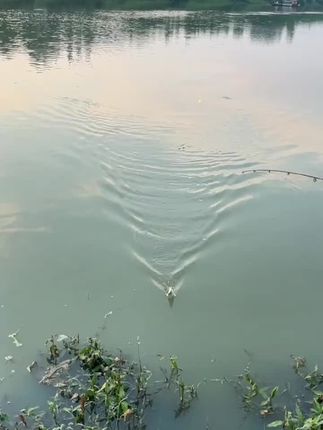 路亚仿生虾皮串钩,不需挂饵,空钩抛出去慢慢匀收即可#虾皮串钩 #串钩#串钩钓