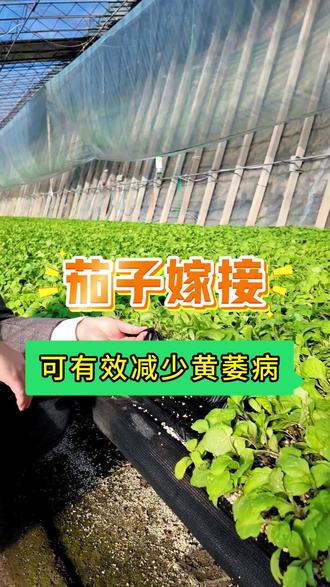 减少茄子黄萎病最有效最省钱的方法 预防茄子黄萎病最有效最省钱的方法是用托鲁巴姆砧木嫁接,对其它土传性病害的防治也是高效的。#茄子黄萎病 #土传性病害 #嫁接茄子苗 #优质蔬菜种苗