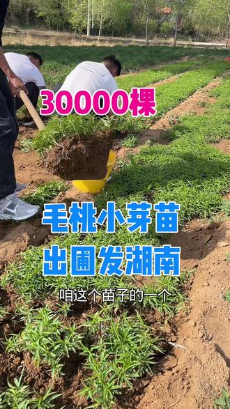 30000棵毛桃小芽苗发湖南根系发达 沙土地育苗 无病害育苗#毛桃苗 #毛桃芽苗 #小毛桃苗