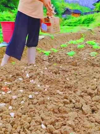 红根蒜苗种子红根香蒜硬叶蒜苗一年四季三茬连续均可种植蒜苗种籽#红根蒜苗种子#种子推荐#四季种子#蒜苗种子#种植种子推荐