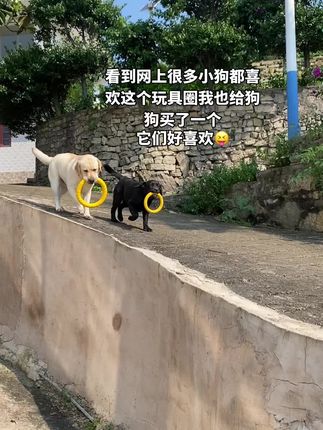 #狗子的日常 #我和我的狗 #陪伴犬 #大狗小狗 #养狗人