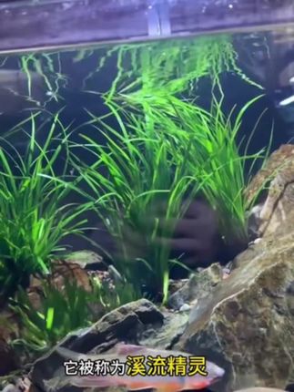 泰国水剑坨草后景水草易养原生缸水草懒人造景好养水草新手小白#泰国水剑坨草 #后景草 #水草 #水草造景 #鱼缸里的大自然