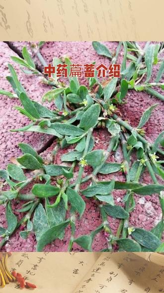 中药萹蓄介绍
