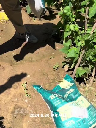 #羊粪有机肥#发酵纯羊粪#养花种菜#抖音助农