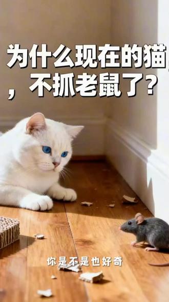 为什么现在的猫不抓老鼠了#这就是养猫的乐趣 #猫咪冷知识 #新手养猫 #猫咪的日常#毛孩子
