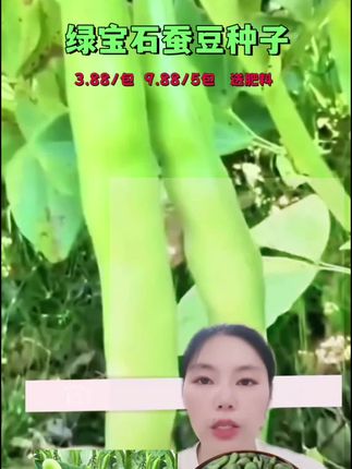 七星绿宝石蚕豆种子#抖音助农 #纯天然绿色蔬菜