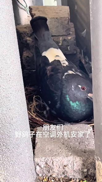 家里来鸽子了🕊️ 鸽子象征着和平,你说它会不会给我带来好运呢🍀哈哈#野鸽筑巢 #赛鸽与天敌 #鸽子 #宠物 #宠物知识