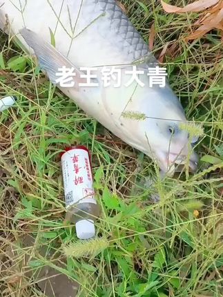 专攻滑口老巨青,醉青草3#中 药诱鱼剂,#钓鱼 #爱生活爱钓鱼 #巨物 #钓鱼人的天堂