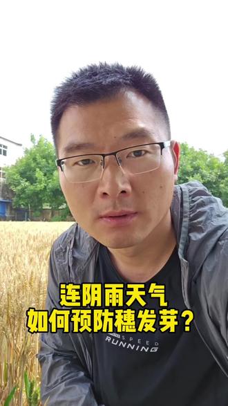 #小麦种植 #农业技术 #穗发芽防治 #新农人 遭遇连阴雨天气,如何防止穗发芽?