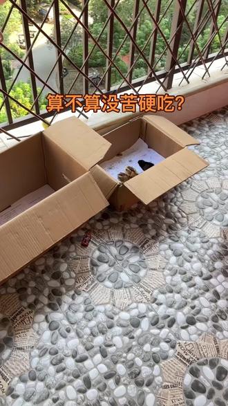 超市买鸡蛋送小鸡,养了几天了#万万没想到