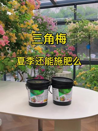 三角梅夏季还能施肥么,三角梅夏季也是需要正常施肥的,夏季是三角梅的主要生长季节,想要长势好,开花多,一定要定期施肥,只需要稀稀拉拉的撒在盆土表面,生长开花壮根所需营养一步到位,简单方便。#三角梅施肥 #三角梅养护 #好看的花一定要分享给你