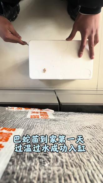 巴蛇苗到家第一天#巴蛇 #雷龙鱼 #养鱼日记