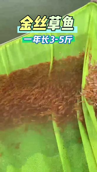 正宗金草鱼#金鲩鱼草食性鱼,食性与普通草鱼一致,但因观赏价值高,常被用于生态缸或庭院池塘养殖。