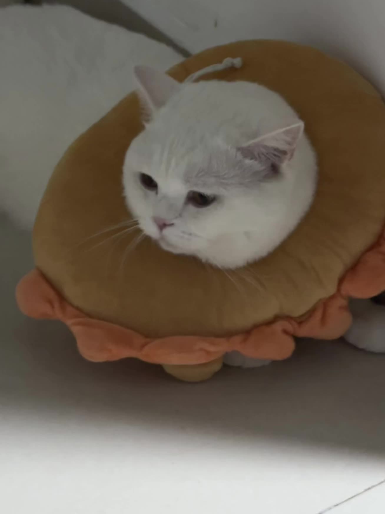 猫儿这个愁哦 #萌宠