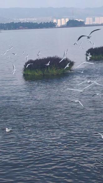 海鸥的触感仿佛一片雪花融化在心尖,优雅地收拢翅膀,稳稳落在你的指尖、肩头,那一刻,它不是飞鸟,而是一位赴约的老友